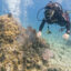 Vietnam stops scuba diving off the well-known island to safeguard coral