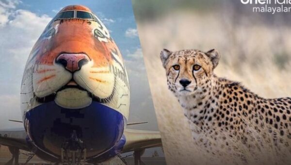 The cheetahs leaving for India today: A top expert that is accompanying the animals says human conflict is the country’s biggest concern