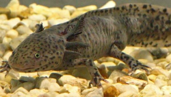‘Adopt an axolotl’ crusade dispatches in Mexico to save notorious species from contamination and trout
