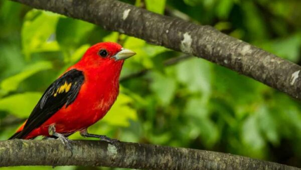 Wyoming Birds To Get New Names In Most recent ‘Drop Culture’ Move